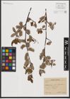 Foto von Salix L.